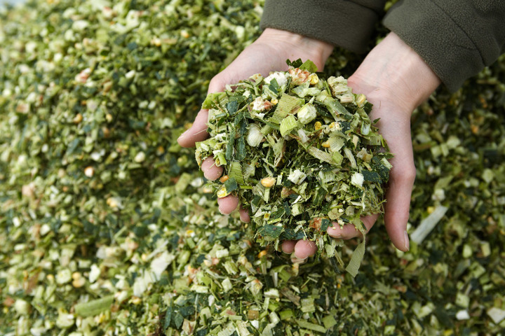 Silage In Hands