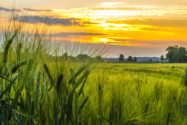 Agricultural Sulphur